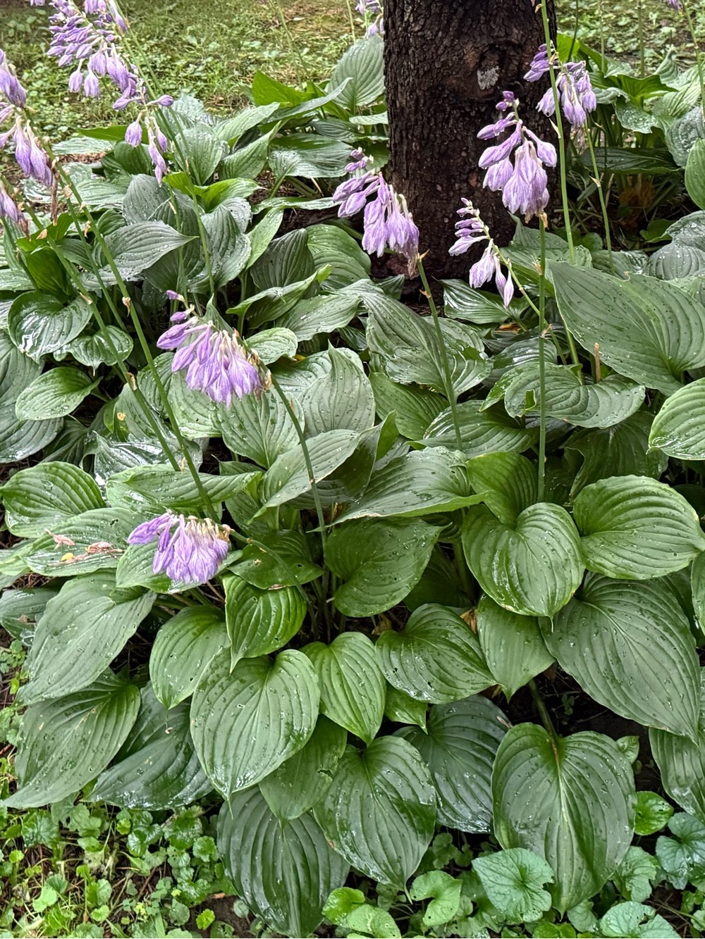 10 Hosta Plants Solid Green Healthy Hosta Plant bulbs